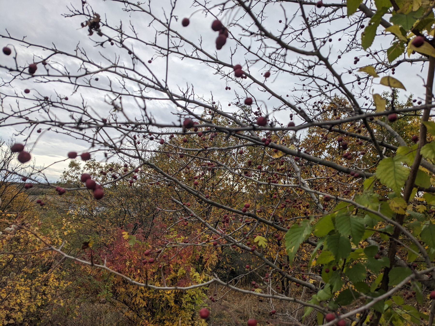 Auto-generated description: Őszi tájat ábrázol, ahol a fák ágain vörös bogyók találhatók, a háttérben pedig lombhullató növények láthatók.