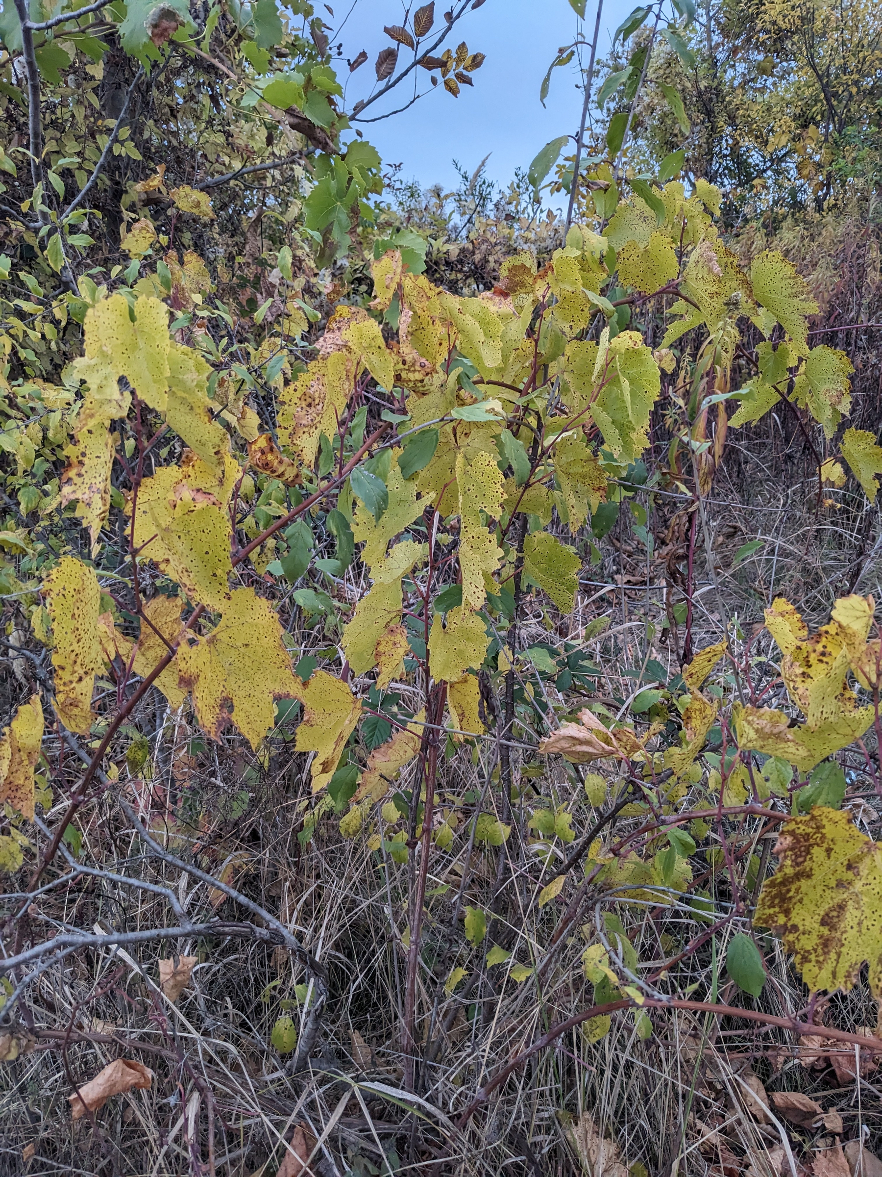 Auto-generated description: Őszi levelek és növények, melyek sárgás és zöldes árnyalatokat mutatnak.