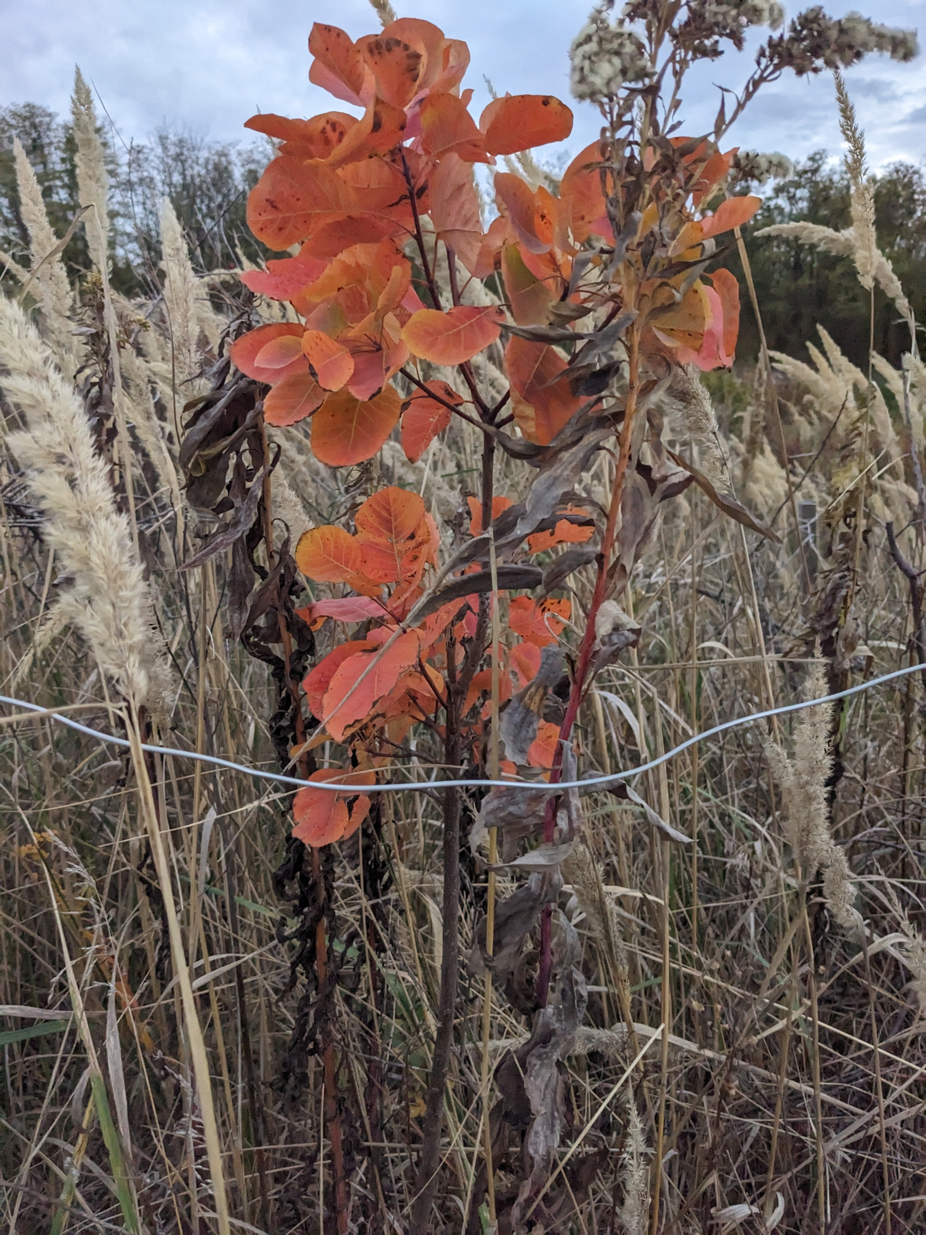 Auto-generated description: Narancsszínű levelekkel borított növény áll ki a száraz fű közül egy mezőn.