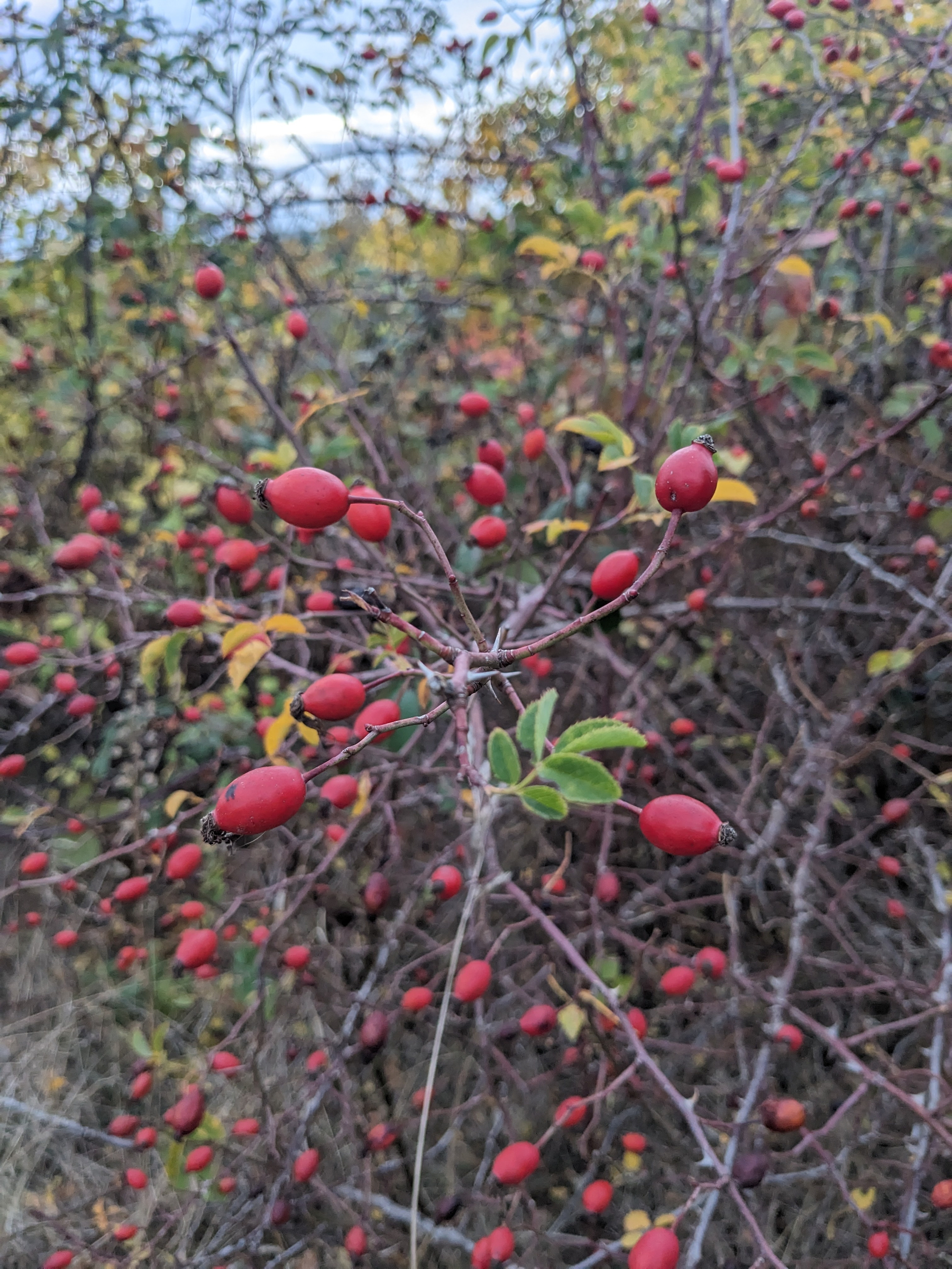Auto-generated description: Piros csipkebogyók vannak sűrűn nőtt bokrokon.