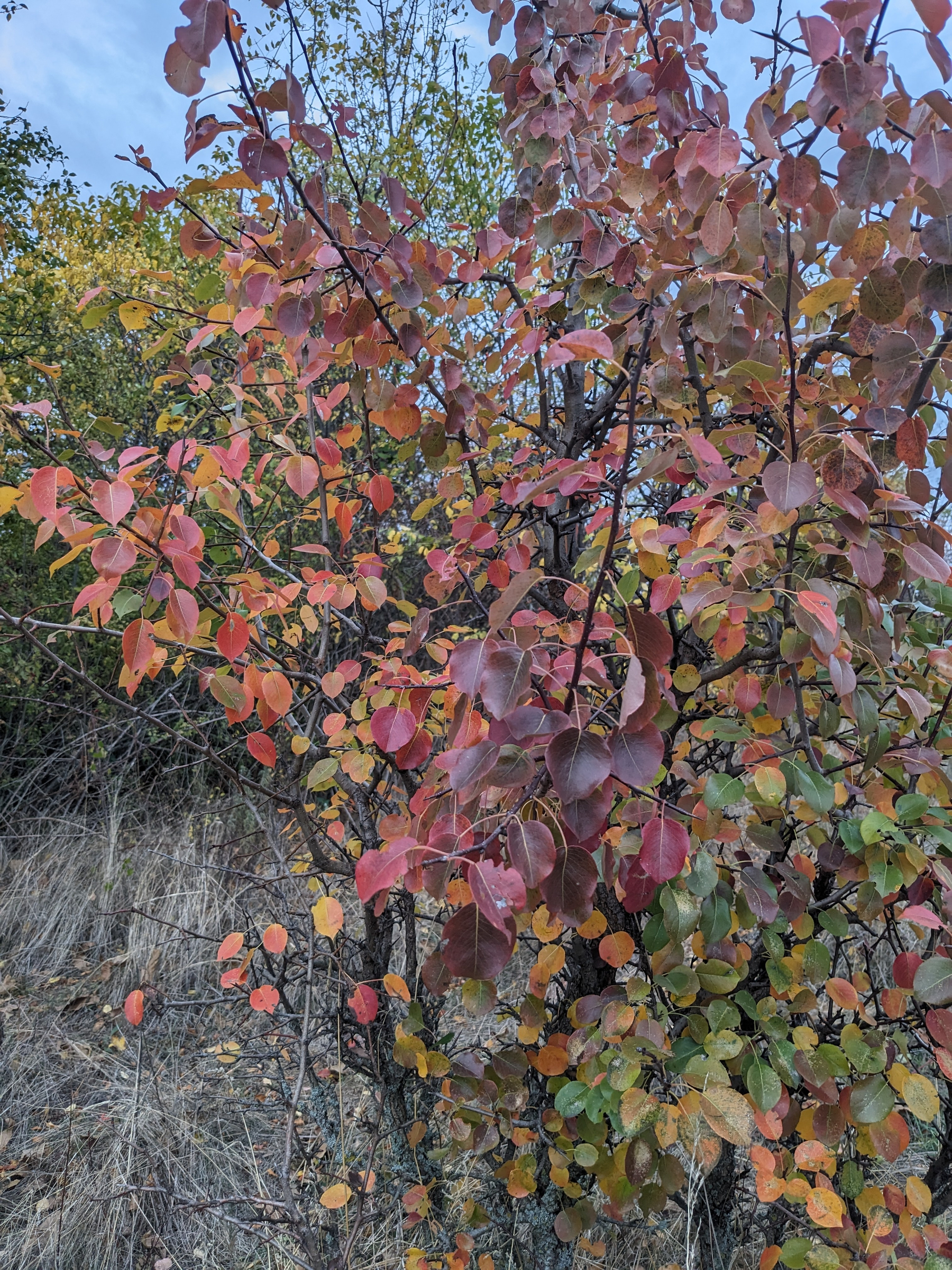 Auto-generated description: Őszi színekben pompázó bokor színes levelekkel egy erdei környezetben.