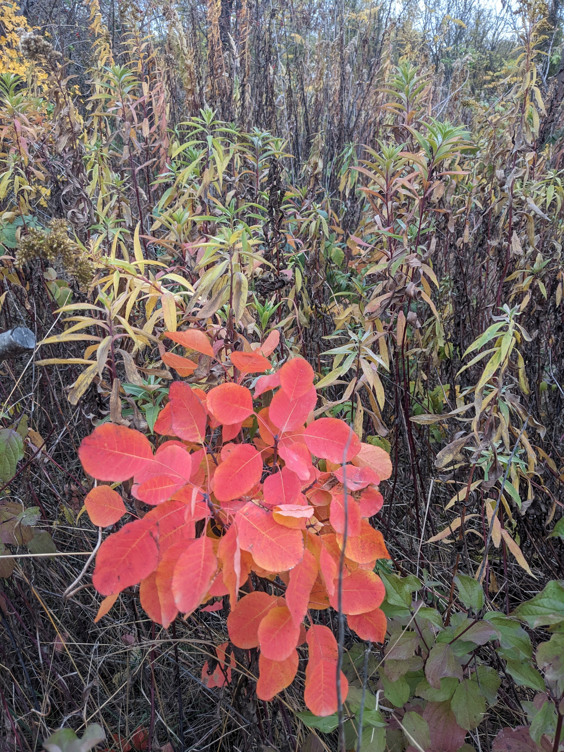 Auto-generated description: Őszi erdő színes levelekkel és különböző növényekkel.