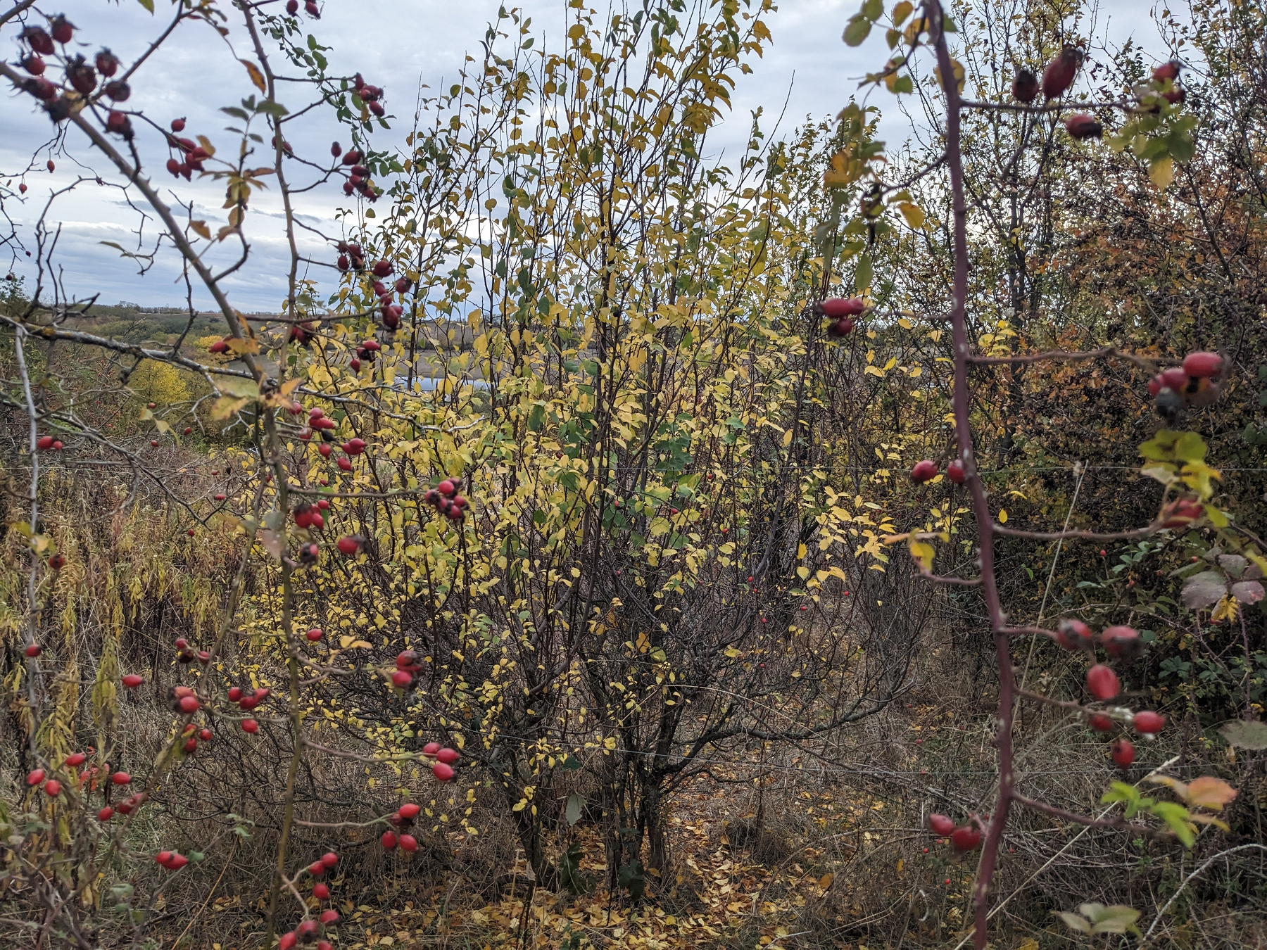 Auto-generated description: Egy őszi táj, ahol csipkebogyó bokrok és sárguló levelek díszítik a mezőt.