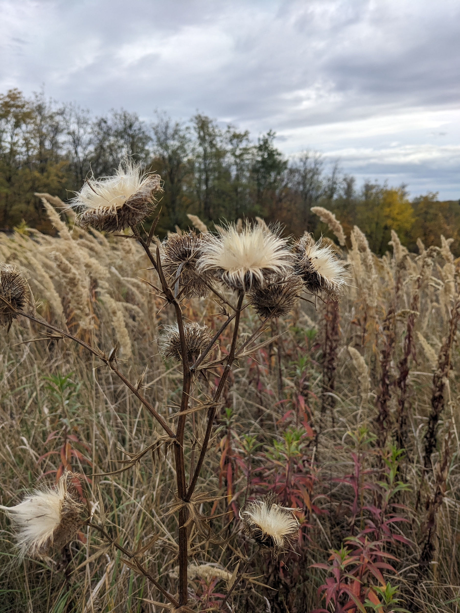 Auto-generated description: Száraz, szélben lengedező növények láthatók egy mezőn, háttérben fákkal és felhős éggel.